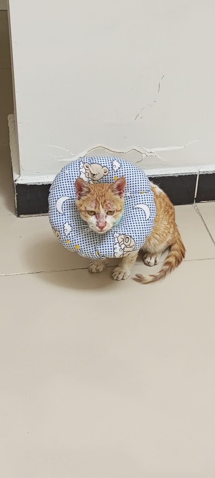 Tedavi sonrası koruyucu yaka takan turuncu-beyaz bir kedi