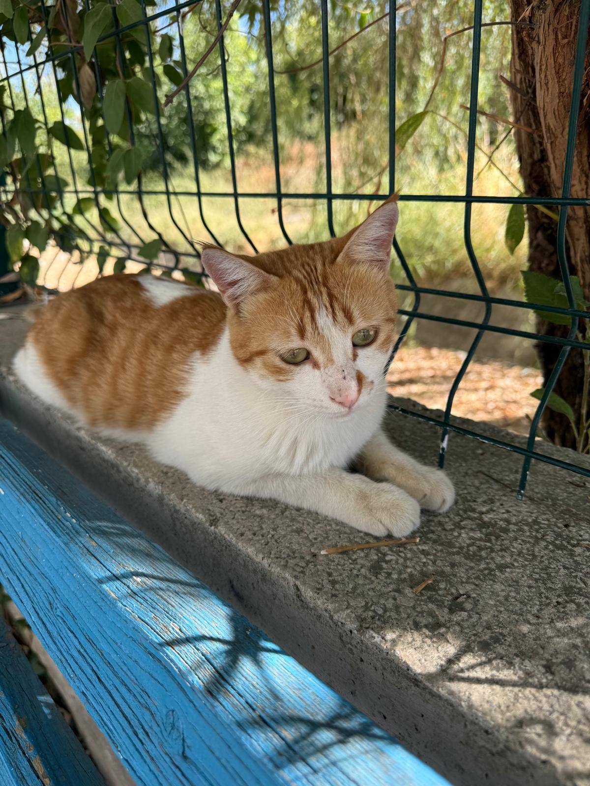 Besleme noktasındaki beton kenarda uzanan turuncu-beyaz kedi