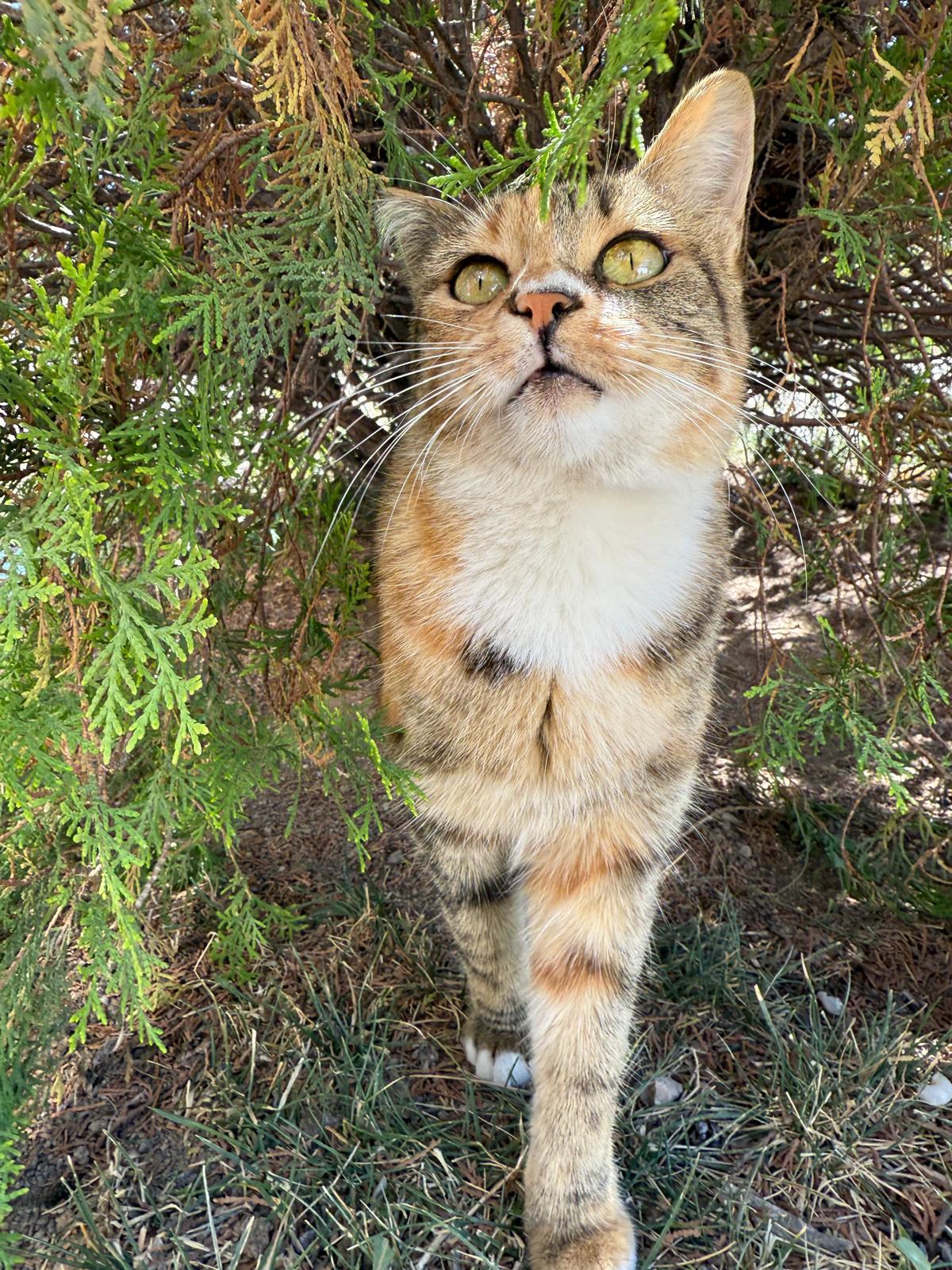 Çalı altına sığınmış kahverengi tekir kedi