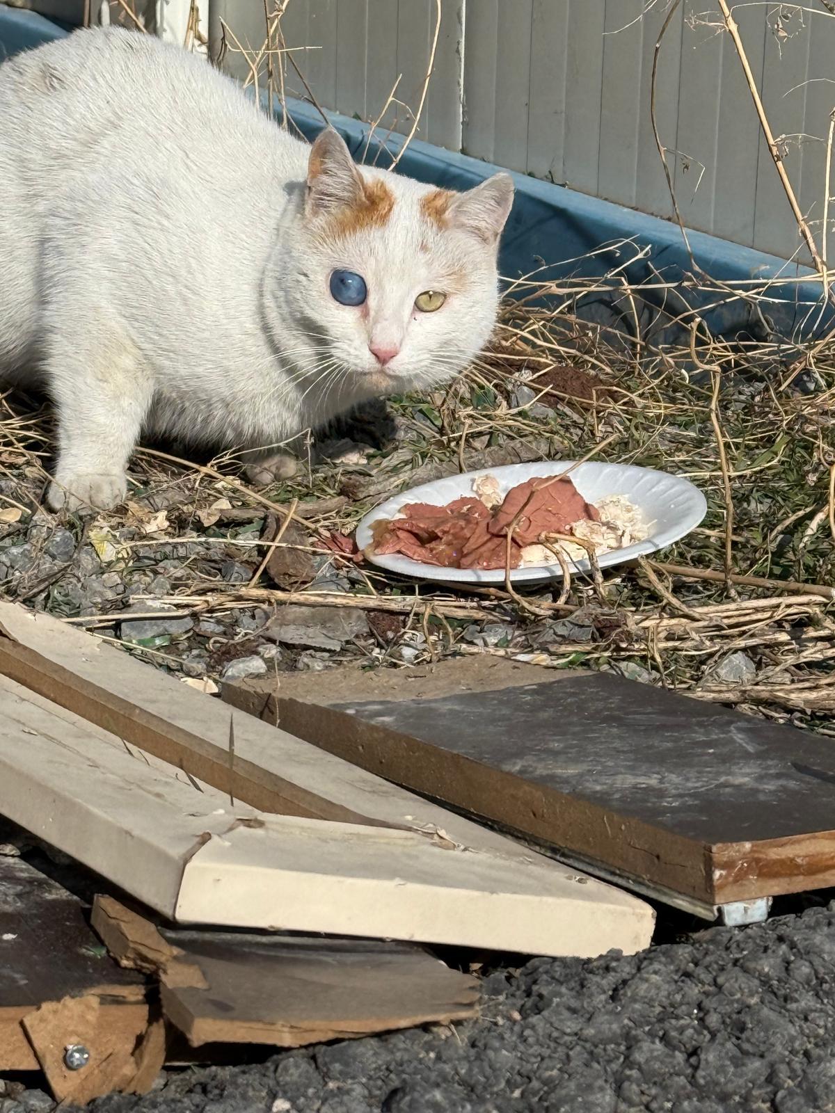 Besleme noktasında mama bekleyen, bir gözü mavi bir gözü sarı beyaz kedi