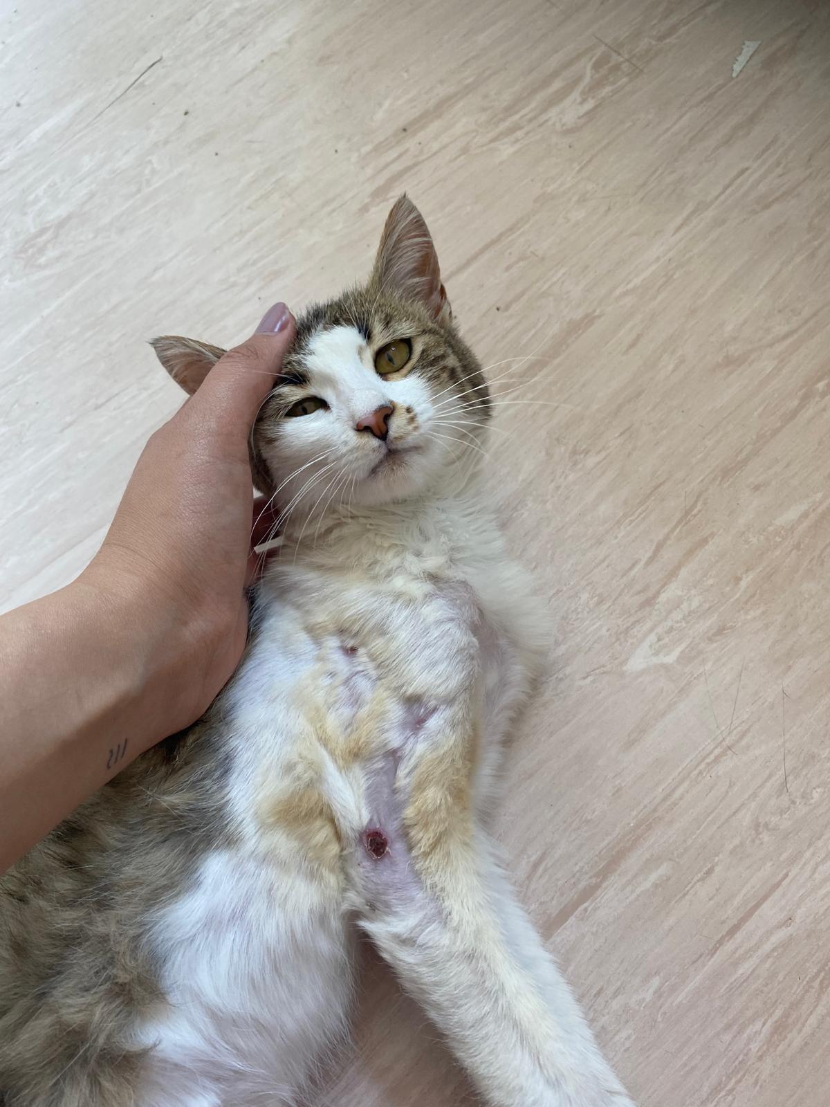 Kısırlaştırma sonrası iyileşen dikişleri kontrol edilen tekir kedi